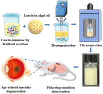 Graphical abstract: Protection effect of lutein-loaded Pickering emulsion prepared via ultrasound-assisted Maillard reaction conjugates on dry age-related macular degeneration