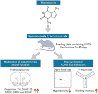 Graphical abstract: Theobromine improves hyperactivity, inattention, and working memory via modulation of dopaminergic neural function in the frontal cortex of spontaneously hypertensive rats