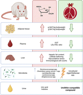 Graphical abstract: Pomegranate supplementation alleviates dyslipidemia and the onset of non-alcoholic fatty liver disease in Wistar rats by shifting microbiota and producing urolithin-like microbial metabolites