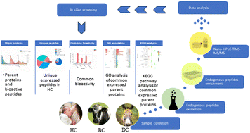 Graphical abstract: Peptidome profiling of human, bovine, and donkey colostrum through label-free quantitative analysis reveals proteolysis of milk proteins