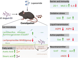 Graphical abstract: Bifidobacterium longum S3 alleviates loperamide-induced constipation by modulating intestinal acetic acid and stearic acid levels in mice