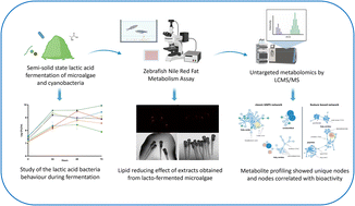 Graphical abstract: Lactic acid fermented microalgae and cyanobacteria as a new source of lipid reducing compounds: assessment through zebrafish Nile red fat metabolism assay and untargeted metabolomics