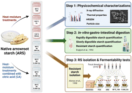 Graphical abstract: Heat-moisture and acid treatments can increase levels of resistant starch in arrowroot starch without adversely affecting its prebiotic activity in human colon microbiota