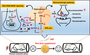 Graphical abstract: Rice bran supplement ameliorates chronic restraint stress-induced depression-like behaviors in mice