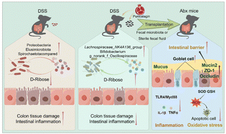 Graphical abstract: Gut microbiota and d-ribose mediate the anti-colitic effect of punicalagin in DSS-treated mice