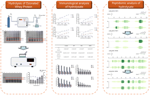 Graphical abstract: Short-time ozone treatment promotes protease-mediated destruction of B cell allergen epitopes by altering the structural characteristics of whey protein