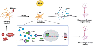 Graphical abstract: Eicosapentaenoic acid activates the P62/KEAP1/NRF2 pathway for the prevention of diabetes-associated cognitive dysfunction