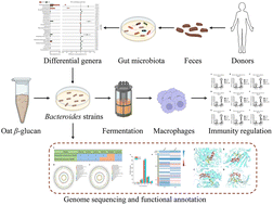 Graphical abstract: In vitro fermentation reveals an interplay relationship between oat β-glucan and human gut Bacteroides and their potential role in regulating gut cytokines