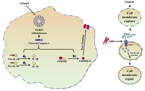 Graphical abstract: Capsaicin alleviates acute alcohol-induced pyroptosis by activating ESCRT-III-dependent cell membrane repair in hepatocytes