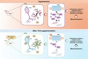 Graphical abstract: Taurocholic acid ameliorates hypertension through the activation of TGR5 in the hypothalamic paraventricular nucleus
