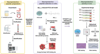 Graphical abstract: A novel neuroprotective peptide YVYAETY identified and screened from Flammulina velutipes protein hydrolysates attenuates scopolamine-induced cognitive impairment in mice