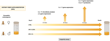 Graphical abstract: Dietary fiber supplementation increases Drosophila melanogaster lifespan and gut microbiota diversity