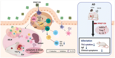 Graphical abstract: Pediococcus pentosaceus KF159 alleviates house dust mite-induced atopic dermatitis by promoting IL10 production and regulatory T cell induction