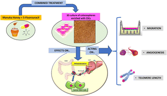 Graphical abstract: Manuka honey's anti-metastatic impact on colon cancer stem-like cells: unveiling its effects on epithelial–mesenchymal transition, angiogenesis and telomere length