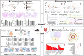 Graphical abstract: 6-Gingerol ameliorates ulcerative colitis by inhibiting ferroptosis based on the integrative analysis of plasma metabolomics and network pharmacology