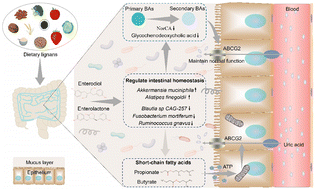 Graphical abstract: Gut microbiota–bile acid axis mediated the beneficial associations between dietary lignans and hyperuricemia: a prospective study