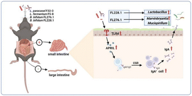 Graphical abstract: Probiotics induce intestinal IgA secretion in weanling mice potentially through promoting intestinal APRIL expression and modulating the gut microbiota composition