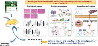 Graphical abstract: Hydroxytyrosol ameliorates stress-induced liver injury through activating autophagy via HDAC1/2 inhibition
