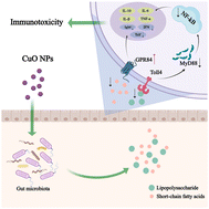 Graphical abstract: CuO nanoparticles elicit intestinal immunotoxicity in zebrafish based on intestinal microbiota dysbiosis