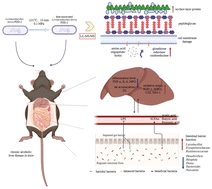 Graphical abstract: A protective mechanism of heat inactivation to enhance Levilactobacillus brevis PDD-2 against alcohol-induced chronic liver disease based on proteomic analysis