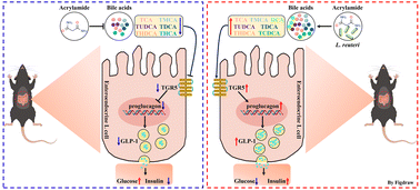 Graphical abstract: Lactobacillus reuteri JCM 1112 ameliorates chronic acrylamide-induced glucose metabolism disorder via the bile acid–TGR5–GLP-1 axis and modulates intestinal oxidative stress in mice