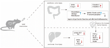 Graphical abstract: Musculus senhousei peptides alleviated alcoholic liver injury via the gut–liver axis