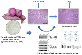 Graphical abstract: Gastroprotective effects of polysaccharides from purple sweet potato (Ipomoea batatas (L.) Lam) on an ethanol-induced gastric ulcer via regulating immunity and activating the PI3K/Akt/Rheb/mTOR pathway