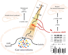 Graphical abstract: Lactobacillus plantarum AR495 improves colonic transport hyperactivity in irritable bowel syndrome through tryptophan metabolism
