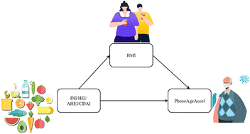 Graphical abstract: Body mass index mediates the association between four dietary indices and phenotypic age acceleration in adults: a cross-sectional study