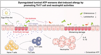 Graphical abstract: Extracellular adenosine triphosphate skews the T helper cell balance and enhances neutrophil activation in mice with food allergies
