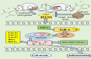 Graphical abstract: Zinc supplementation alleviates oxidative stress to inhibit chronic gastritis via the ROS/NF-κB pathway in a mouse model