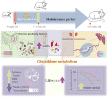 Graphical abstract: Longevity extension in rats via improved redox homeostasis with high carbohydrate diet intervention from weaning to adulthood: a comprehensive multi-omics study
