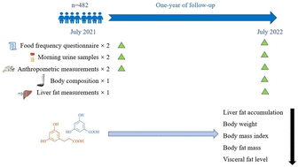 Graphical abstract: Urinary alkylresorcinol metabolites, biomarkers of whole grain wheat and rye intake, are beneficially associated with liver fat and other fat measures