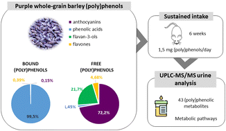 Graphical abstract: Metabolic profiling of (poly)phenolic compounds in mouse urine following consumption of hull-less and purple-grain barley