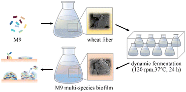 Graphical abstract: Construction and characterization of stable multi-species biofilms formed by nine core gut bacteria on wheat fiber