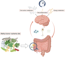 Graphical abstract: Association of methyl donor nutrients dietary intake and sleep disorders in the elderly revealed by the intestinal microbiome