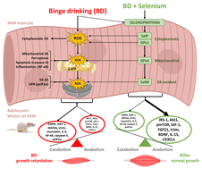 Graphical abstract: Selenium supplementation via modulation of selenoproteins ameliorates binge drinking-induced oxidative, energetic, metabolic, and endocrine imbalance in adolescent rats’ skeletal muscle