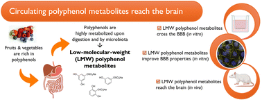 Graphical abstract: Circulating low-molecular-weight (poly)phenol metabolites in the brain: unveiling in vitro and in vivo blood–brain barrier transport