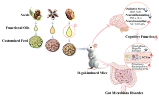 Graphical abstract: Amelioration of walnut, peony seed and camellia seed oils against d-galactose-induced cognitive impairment in mice by regulating gut microbiota