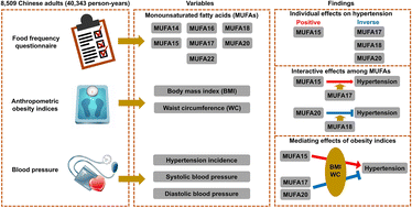 Graphical abstract: Individual and interaction effects of monounsaturated fatty acids on their associations with hypertension in Chinese residents