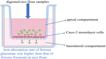 Graphical abstract: The effect of iron absorption in ferrous gluconate form from enriched rice flour using an in vitro digestion model and a Caco-2 cell model