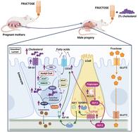 Graphical abstract: Maternal fructose intake aggravates the harmful effects of a Western diet in rat male descendants impacting their cholesterol metabolism