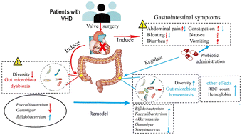 Graphical abstract: Bifidobacterium animalis subsp. lactis LPL-RH improves postoperative gastrointestinal symptoms and nutrition indexes by regulating the gut microbiota in patients with valvular heart disease: a randomized controlled trial