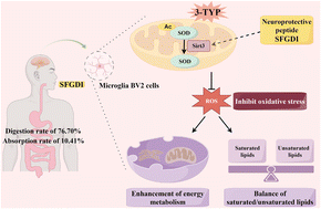 Graphical abstract: The neuroprotective effects of SFGDI on sirtuin 3-related oxidative stress by regulating the Sirt3/SOD/ROS pathway and energy metabolism in BV2 cells