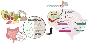 Graphical abstract: N-Glycan profile of the cell membrane as a probe for lipopolysaccharide-induced microglial neuroinflammation uncovers the effects of common fatty acid supplementation