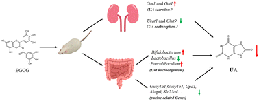 Graphical abstract: Mechanisms of epigallocatechin gallate (EGCG) in ameliorating hyperuricemia: insights into gut microbiota and intestinal function in a mouse model