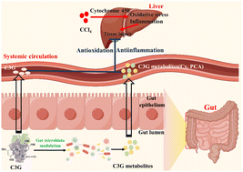 Graphical abstract: Comparison of the hepatoprotection of intragastric and intravenous cyanidin-3-glucoside administration: focus on the key metabolites and gut microbiota modulation