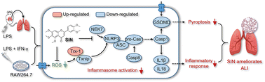 Graphical abstract: Sinensetin, a polymethoxyflavone from citrus fruits, ameliorates LPS-induced acute lung injury by suppressing Txnip/NLRP3/Caspase-1/GSDMD signaling-mediated inflammatory responses and pyroptosis