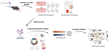 Graphical abstract: Analysis of the key genes of Lactobacillus reuteri strains involved in the protection against alcohol-induced intestinal barrier damage