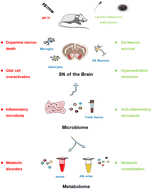 Graphical abstract: Lycium ruthenicum Murray anthocyanin-driven neuroprotection modulates the gut microbiome and metabolome of MPTP-treated mice